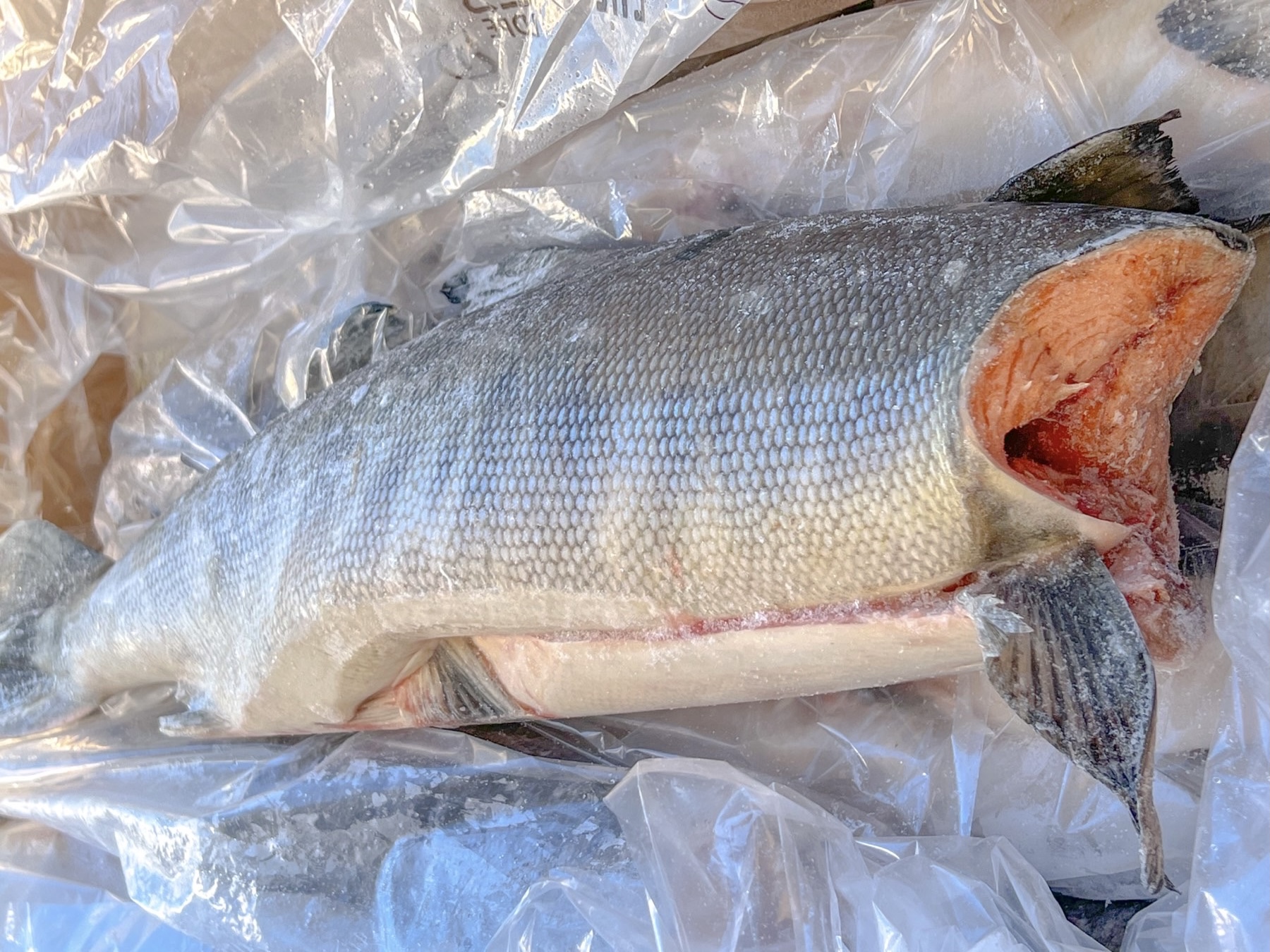 Рыба серебрянка: описание, особенности, характеристики